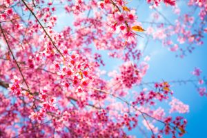 Beautiful pink flower blossom