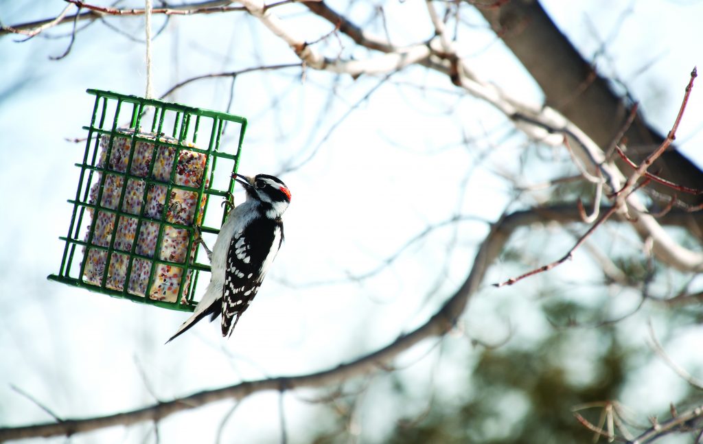 Downy Wood Pecker