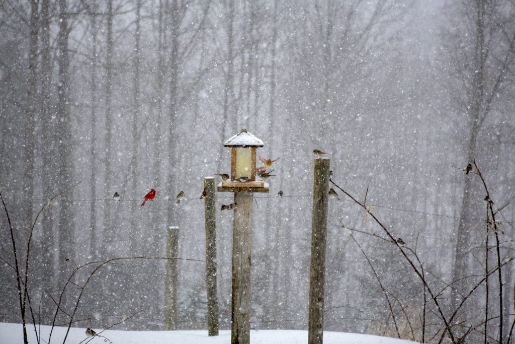 Several birds are feeding around a bird feeder during a heavy snow. There is a red cardinal and some other birds on and sitting on a wire beside the feeder, in the background you can see the heavy snow with many trees of a forrest in the background. A very scenic and tranquil scene of winter and some lucky birds.